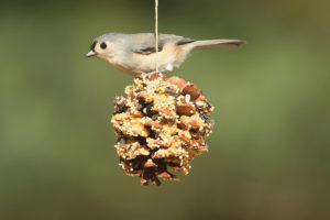 Elder Care South Austin TX - The Benefits of Birdwatching for Seniors