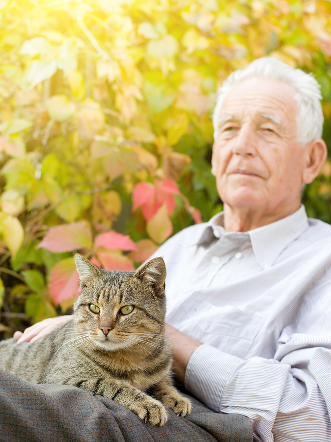 Companion Care at Home Stone Oak TX - Companion Care at Home: September is Healthy Cat Month